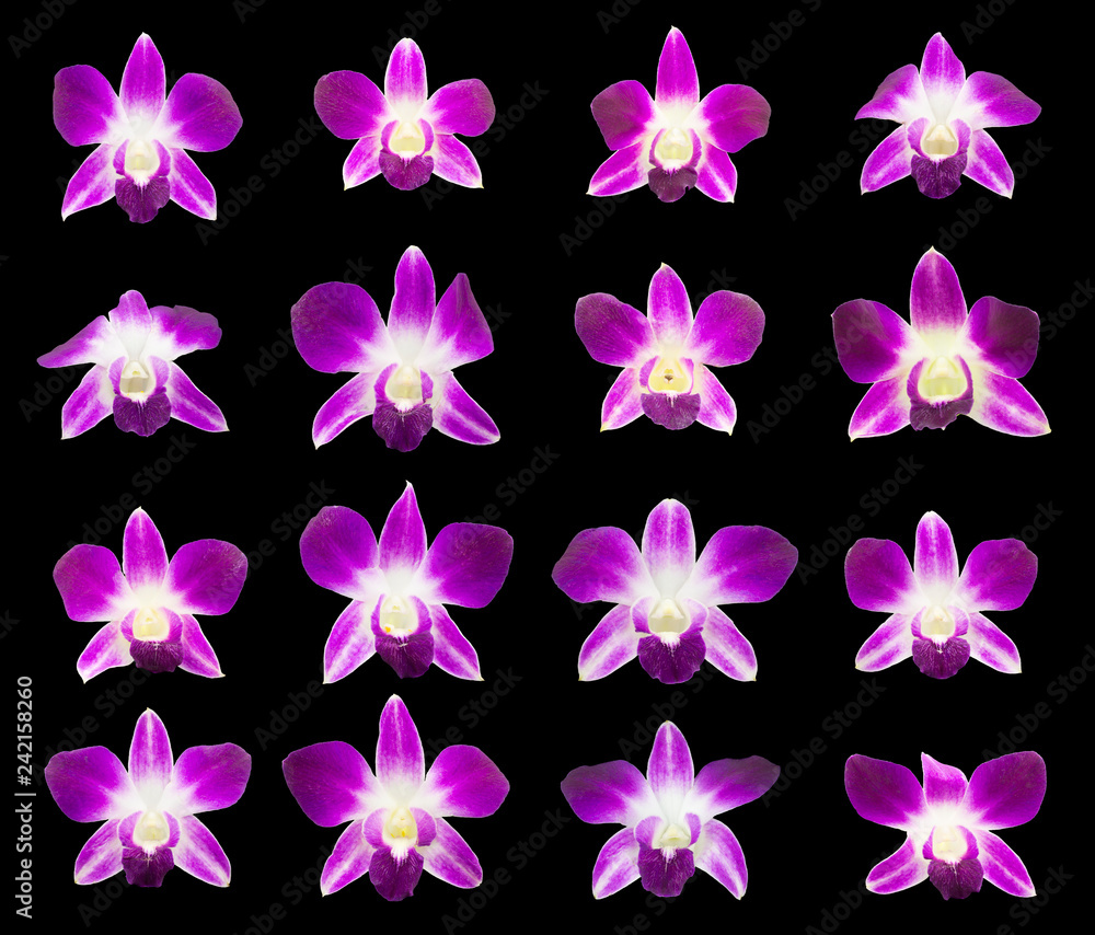 set of purple branches orchids isolated on white background