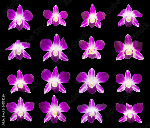 Obraz na płótnie set of purple branches orchids isolated on white background w salonie