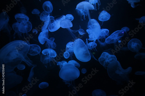 Jellyfishes © Oleg
