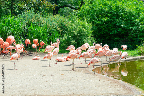 a flock of pink flamingos grazing on the shore of the reservoir on a hot day
