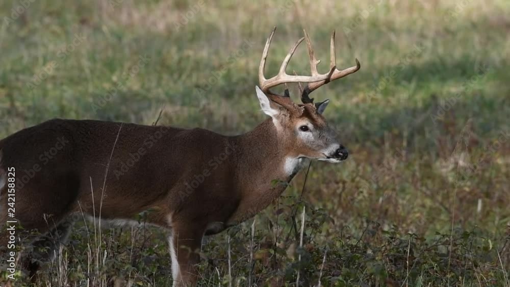 White-tailed deer buck in an open meadow in Smoky Mountains National Park White-tailed deer buck in an open meadow in Smoky Mountains National Park
