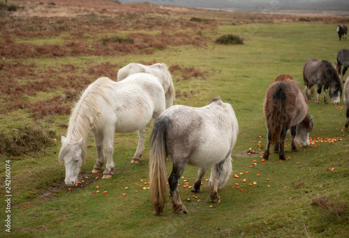 Wild horses eating chopped up raw vegetables on marsh land 