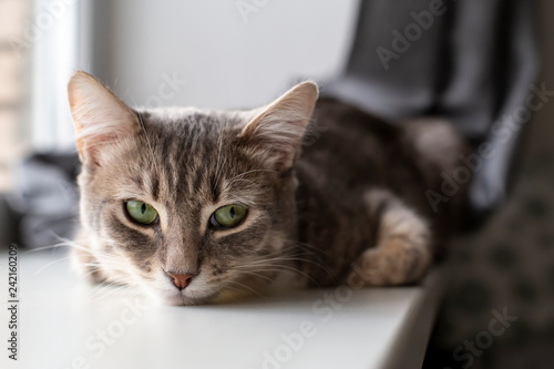 Cute cat is lying on the windowsill and sadly looks to the side with its green eyes, against the blurred background of the window and the curtains. Close-up.