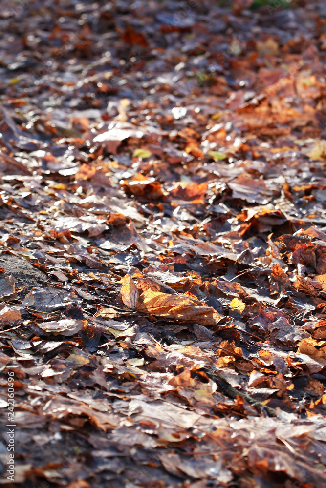 Falling Leaves Background