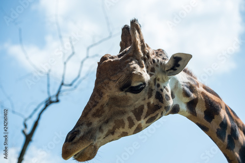 Photography Giraffe Blue Sky