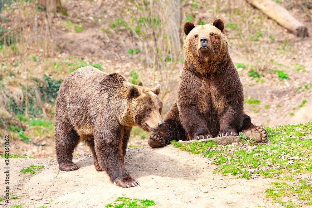  Brown Bear (Ursus arctos)
