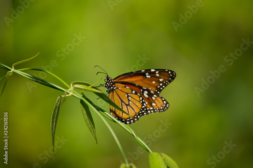  butterfly on a leaf © Melvin
