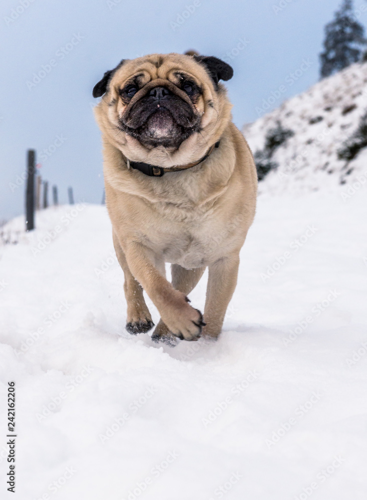 pug running in the snow