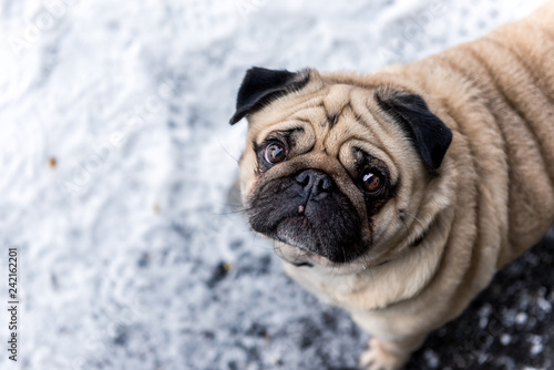 Portrait of a pug in the snow © schame87