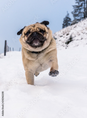 pug running in the snow