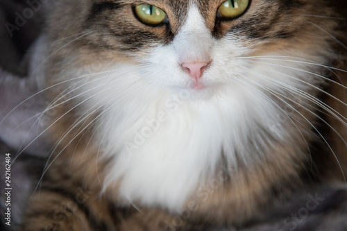 Portrait of fluffy sweet serious tabby cat with big yellow eyes and white dickey on the silver gray fluffy faux fur blanket background