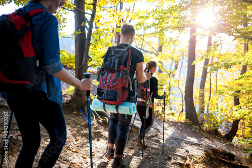 Trekking with backpacks on forest trail, group of tourists