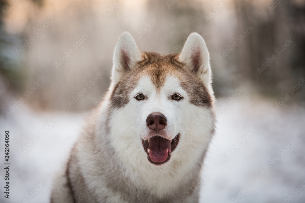 Beautiful, happy and free siberian Husky dog sitting in the winter forest