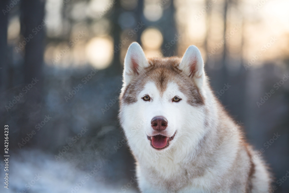 Happy and beautiful siberian Husky dog sitting on the snow in winter forest at golden sunset