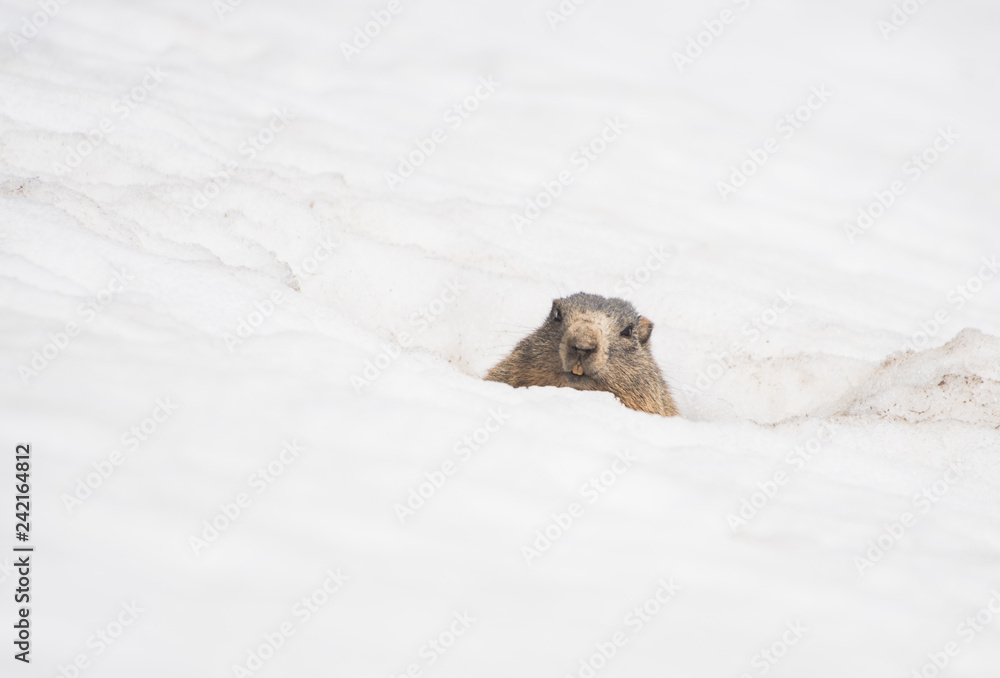 Neugieriges Murmeltier schaut aus dem Schnee