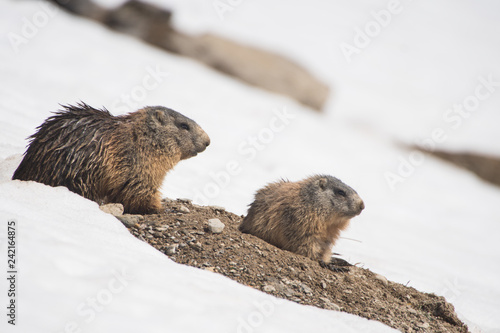 Murmeltiere im Schnee