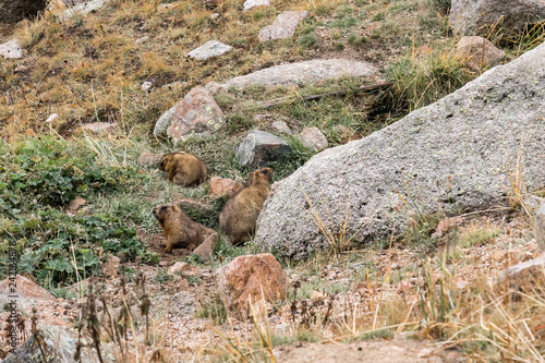 Wild Mountain Groundhog, The North Thyan-Shan