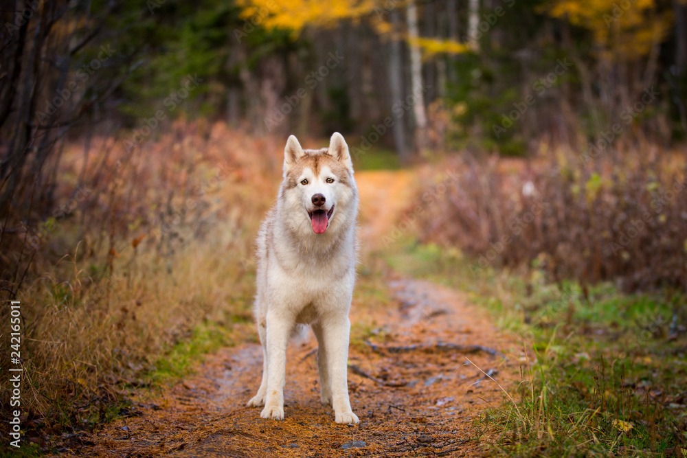 Beautiful Siberian Husky dog standing in the bright enchanting fall forest