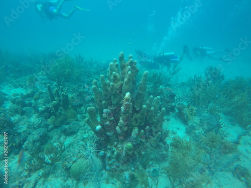Diving en corales del mar caribe