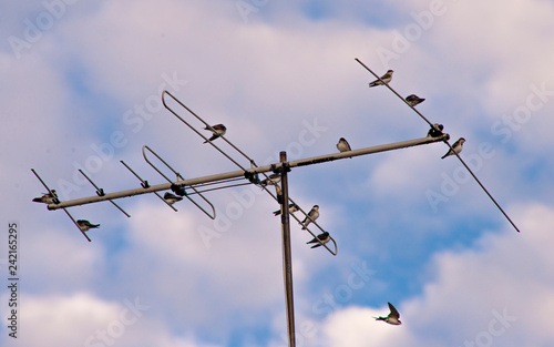 antenna with swallows