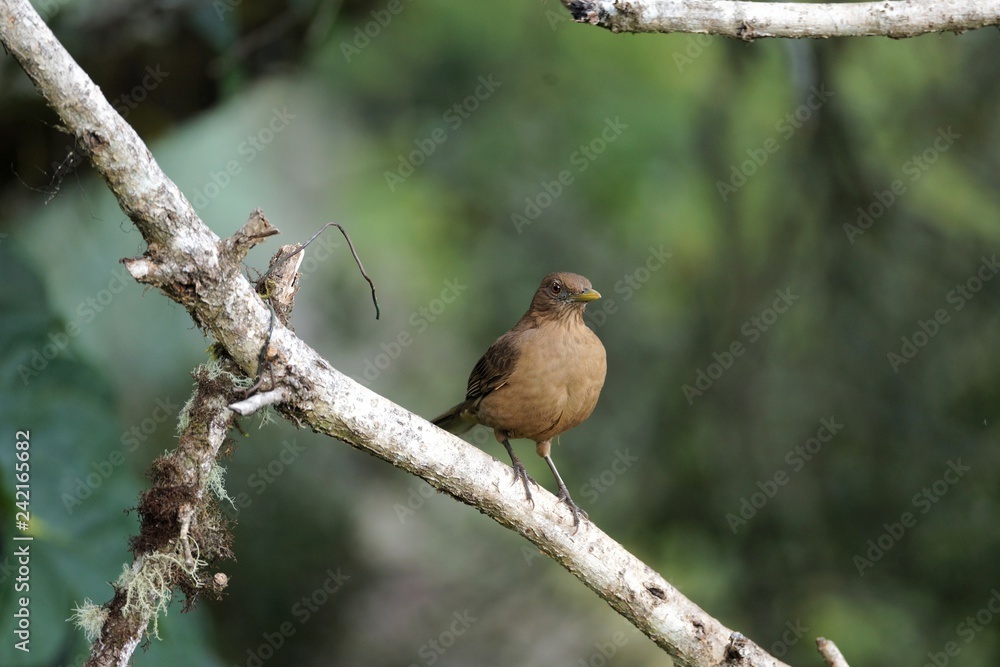 Clay-colored thrush, national bird of Costa Rica, sitting on a moss and lichen covered tree branch Clay-colored thrush, national bird of Costa Rica, sitting on a moss and lichen covered tree branch