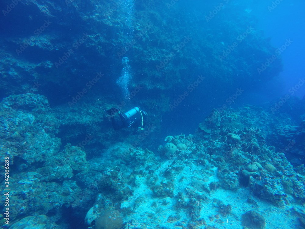 Fototapeta premium Diving in the acantilado