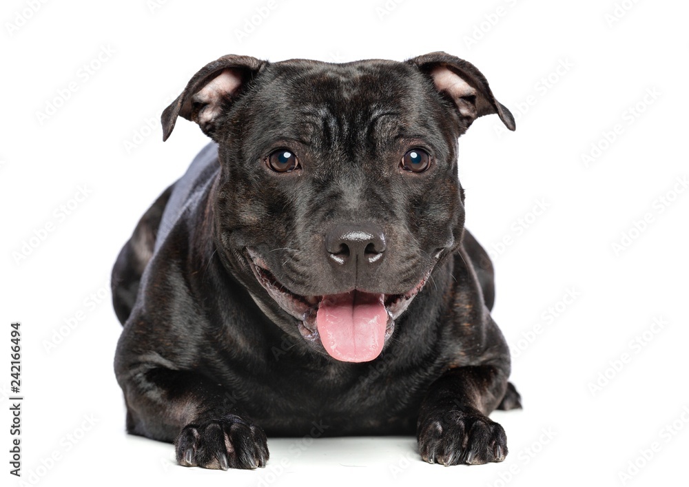 English Staffordshire Bull Terrier Dog Isolated on White Background in studio English Staffordshire Bull Terrier Dog Isolated on White Background in studio