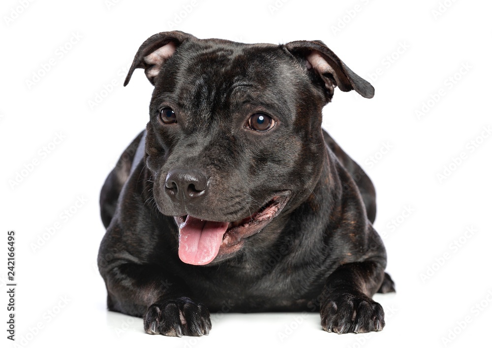English Staffordshire Bull Terrier Dog Isolated on White Background in studio English Staffordshire Bull Terrier Dog Isolated on White Background in studio