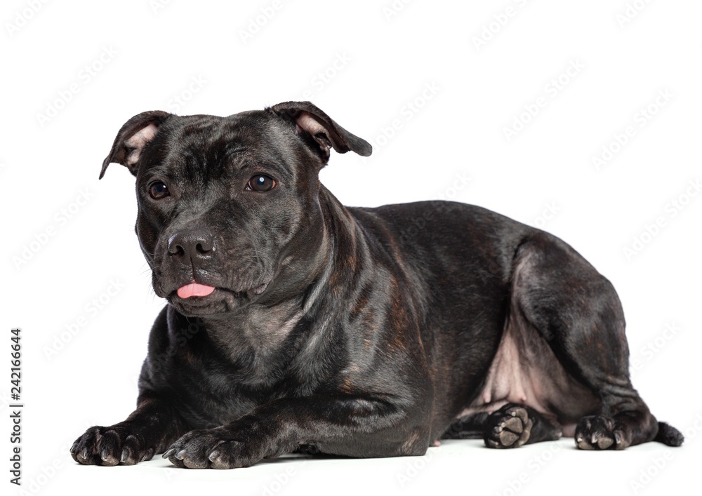 English Staffordshire Bull Terrier Dog  Isolated  on White Background in studio