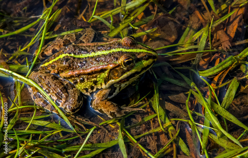 Frog in river in summer season.