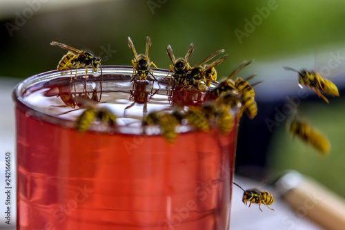 Wasps feast. Wasps on the glass of sweet drink