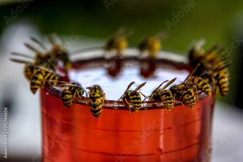 Wasps feast. Wasps on the glass of sweet drink