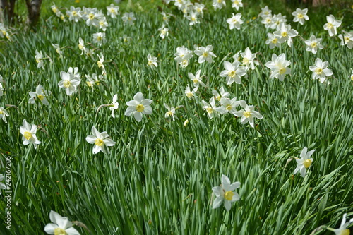 Gorgeous narcissus glade basking in the spring heat 