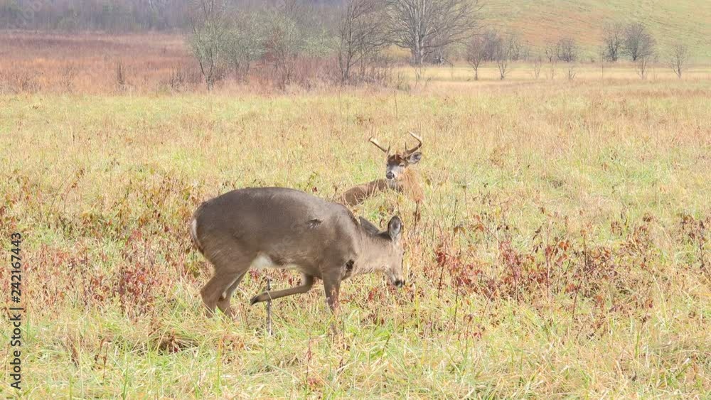 White-tailed deer buck and doe in open meadow bedded down in Smoky Mountain National Park. White-tailed deer buck and doe in open meadow bedded down in Smoky Mountain National Park.