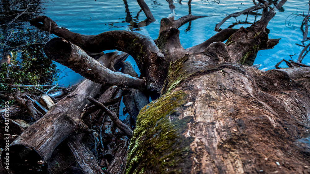 Cut off and fallen Tree in turquoise water in a lake within the Plitvice national Park