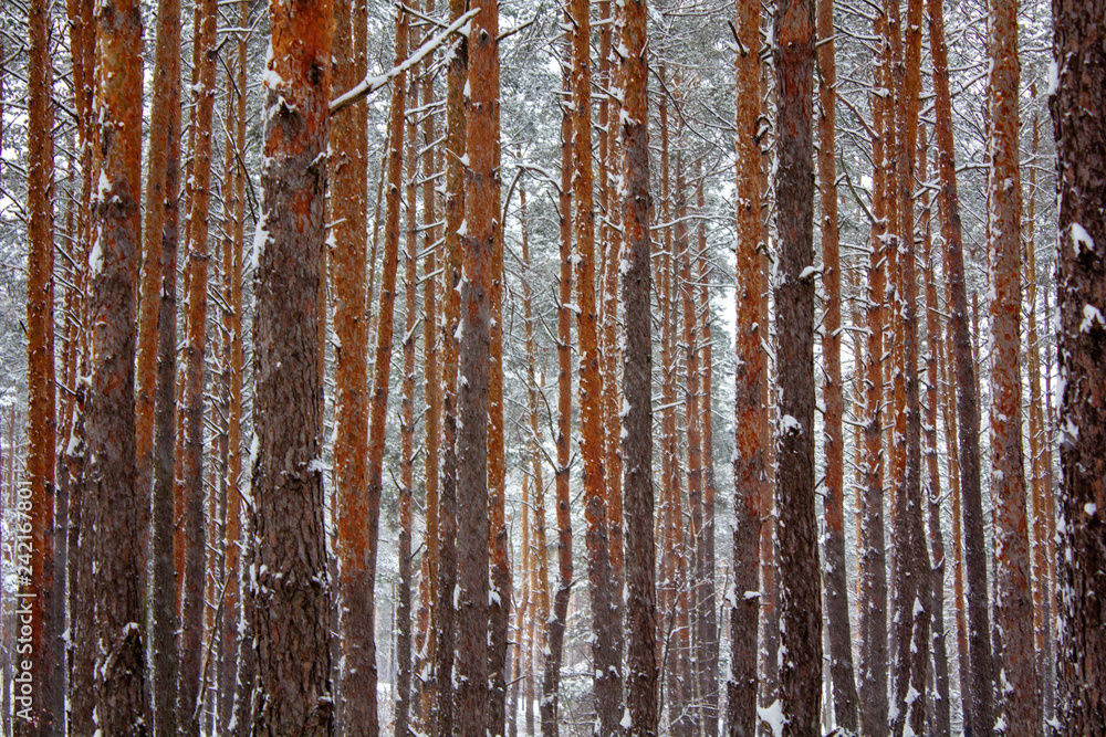 Obraz premium Landscape with winter sunny forest.