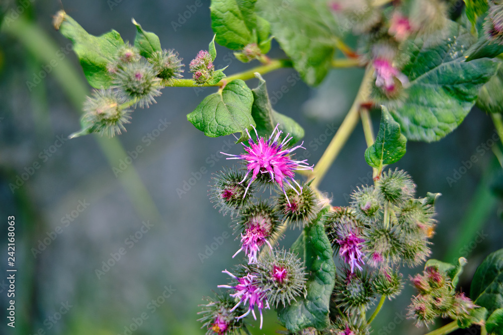 Shrub blooming thistles purple color close up Shrub blooming thistles purple color close up