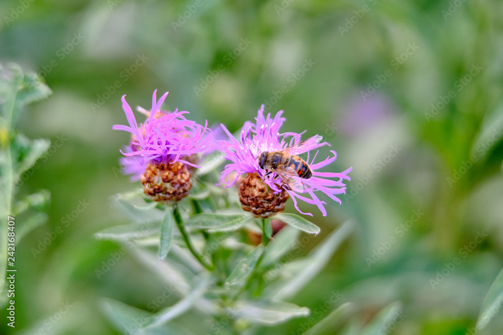 On a purple burdock flower, a large wasp gathers honey in summer during flowering On a purple burdock flower, a large wasp gathers honey in summer during flowering
