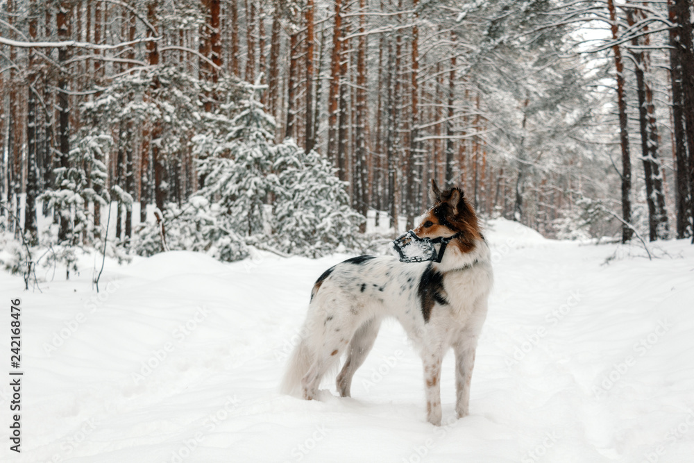 Dog in plastic muzzle running in winter forest with snow Dog in plastic muzzle running in winter forest with snow