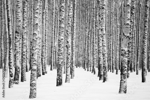 Snowy winter birches black and white