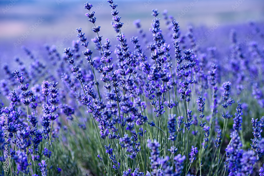 Naklejka premium Lavender flowers - Sunset over a summer purple lavender field.