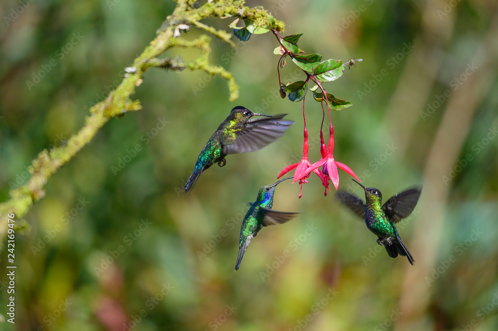 Fototapeta premium Blue hummingbird Violet Sabrewing flying next to beautiful red flower. Tinny bird fly in jungle. Wildlife in tropic Costa Rica. Two bird sucking nectar from bloom in the forest. Bird behaviour