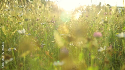 Summer field in sunset light