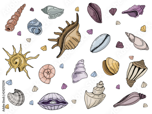 Vector seashells Set