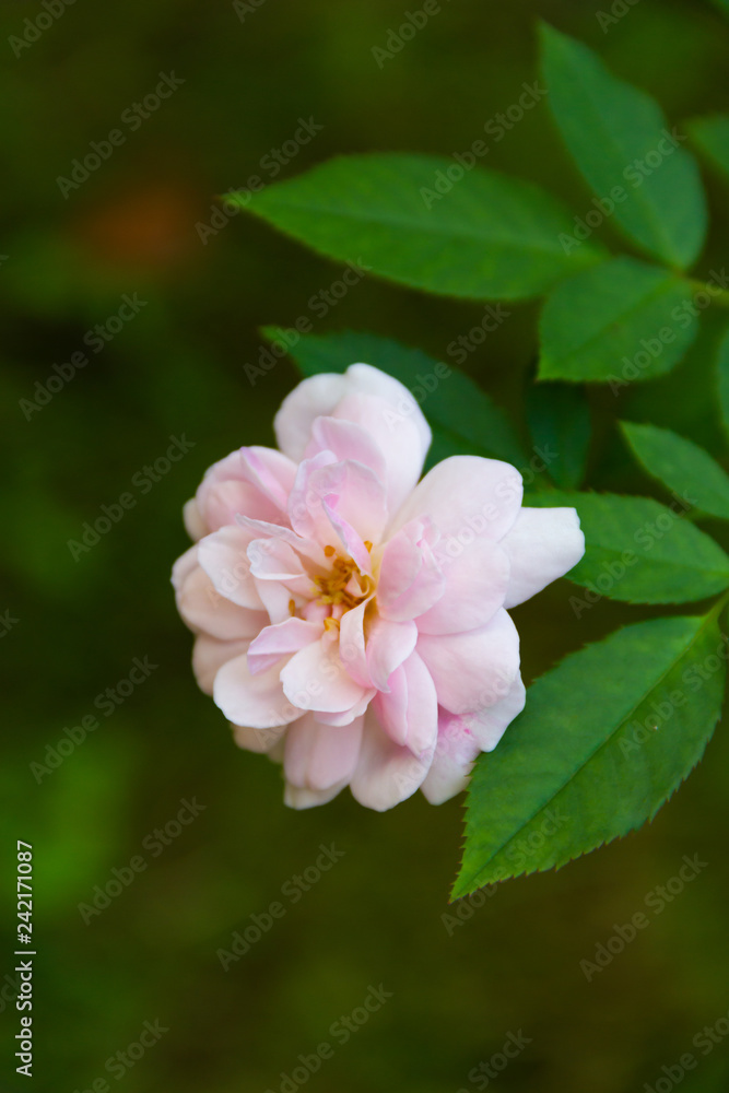 Close-up pink rose On a green blurred background rose On a green blurred background Close-up pink rose On a green blurred background rose On a green blurred background
