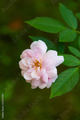 Close-up pink rose On a green blurred background rose On a green blurred background