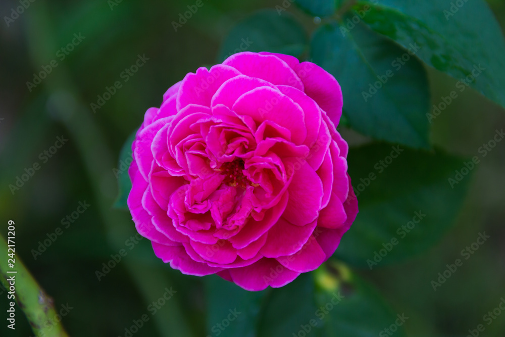 Close-up Red rose On a green blurred background Close-up Red rose On a green blurred background