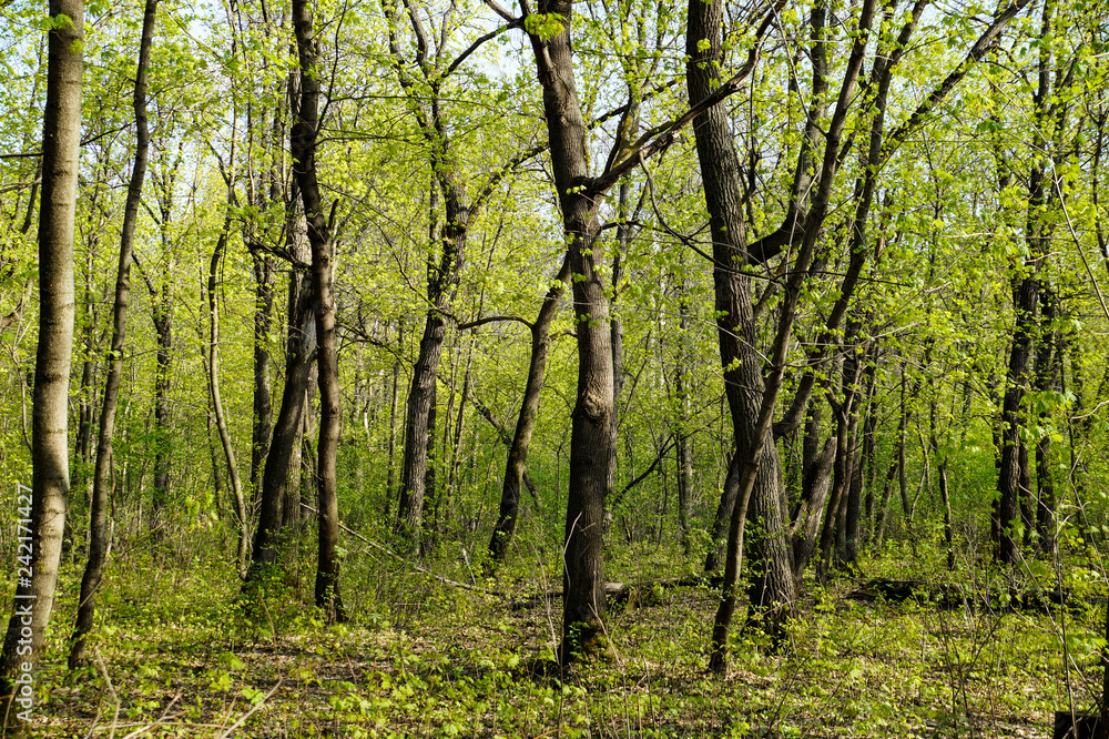 Fototapeta premium spring, greenery, forest, trees, trunks, young, foliage, flora, nature, landscape