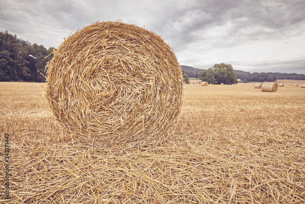 Straw round bale on a field at the end of the harvest season, color toned picture. Straw round bale on a field at the end of the harvest season, color toned picture.