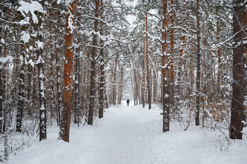 The road in the winter snow-covered forest. Winter landscape.